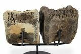 Pair of Hadrosaur (Brachylophosaurus?) Vertebrae - Montana #353483-1